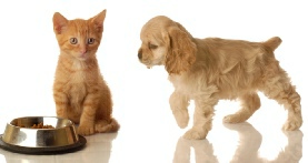 Pet visit image